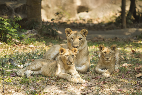 With a similar environment to Africa  Thailand easily become a new home for this lion family with only little change in their habitats. 