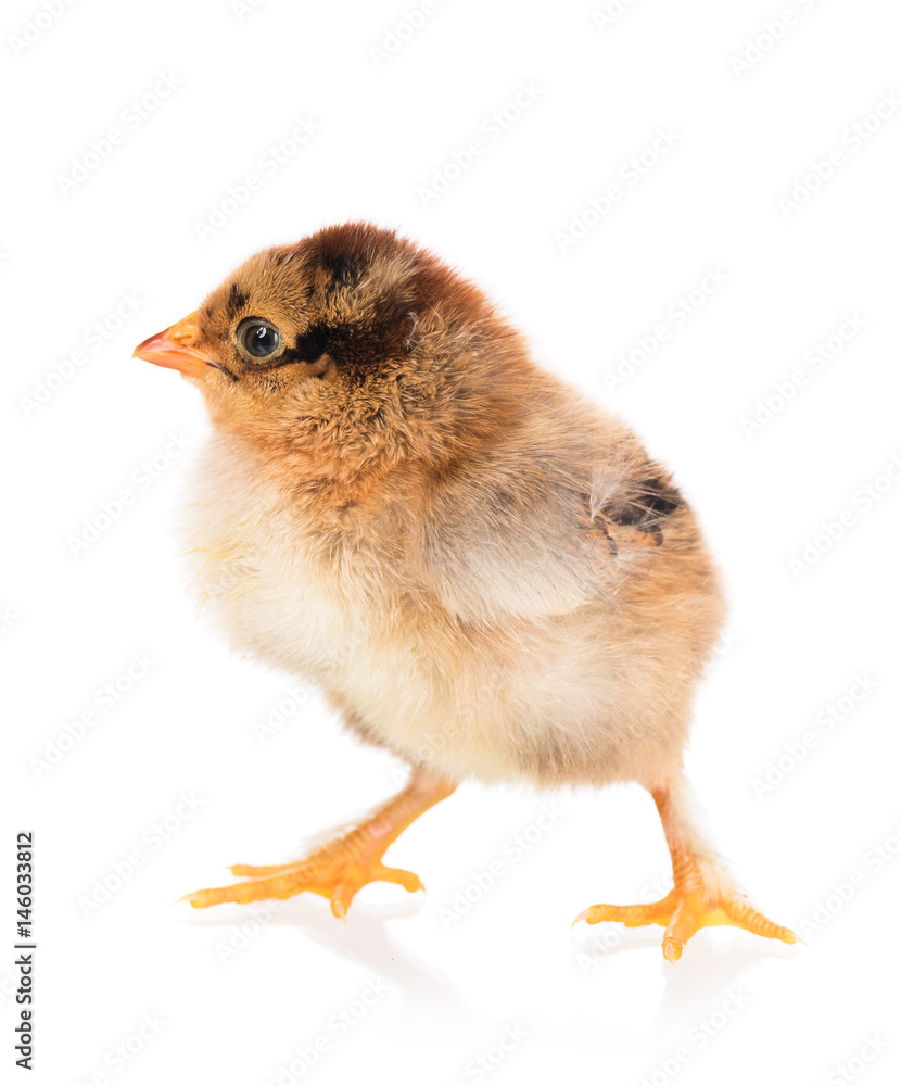Fototapeta premium Cute newborn chicken