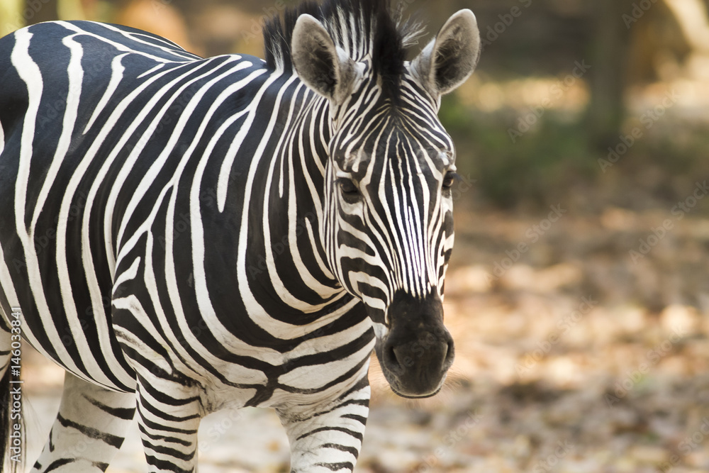 A hungry zebra in Ubon Ratchatani zoo easily walking towards a camera, thinking I was a zookeeper who will feed him. A hungry zebra in Ubon Ratchatani zoo easily walking towards a camera, thinking I was a zookeeper who will feed him.