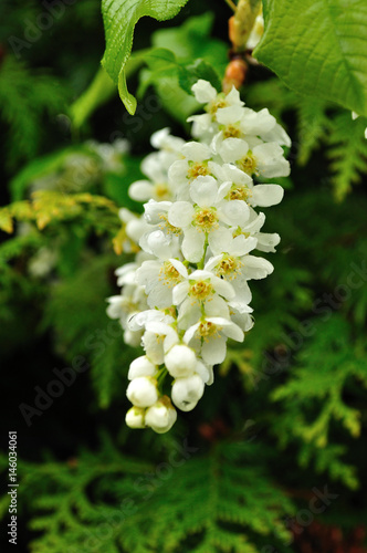 spring