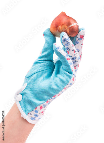 Fototapeta Naklejka Na Ścianę i Meble -  Young tulip bulb