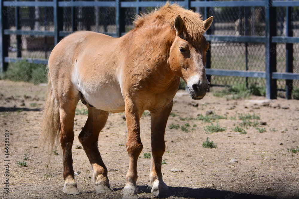 Fototapeta premium 野马