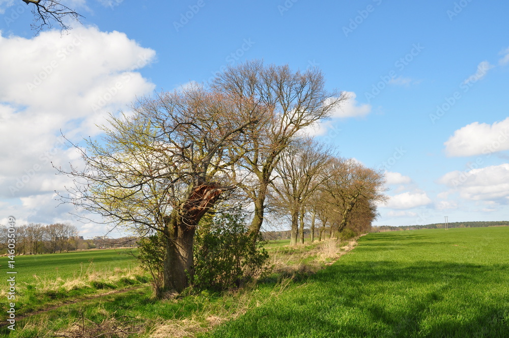 Fototapeta premium Bäume zwischen den Wiesen