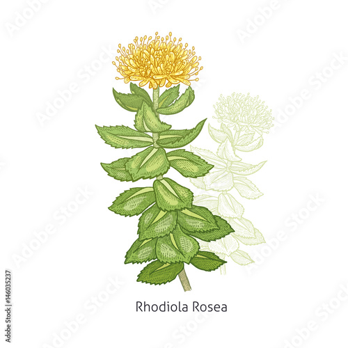 Medical plant Rhodiola Rosea.