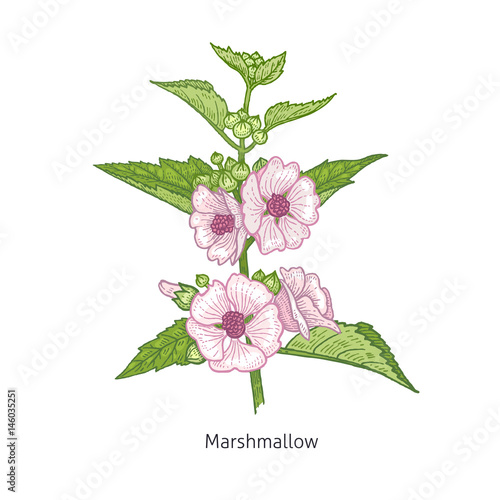 Medical plant Marshmallow.