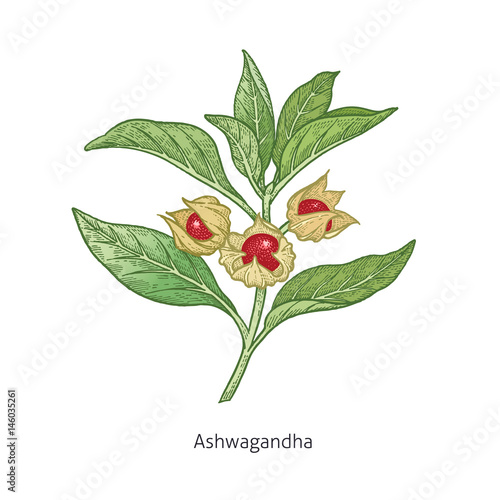 Medical plant Ashwagandha.