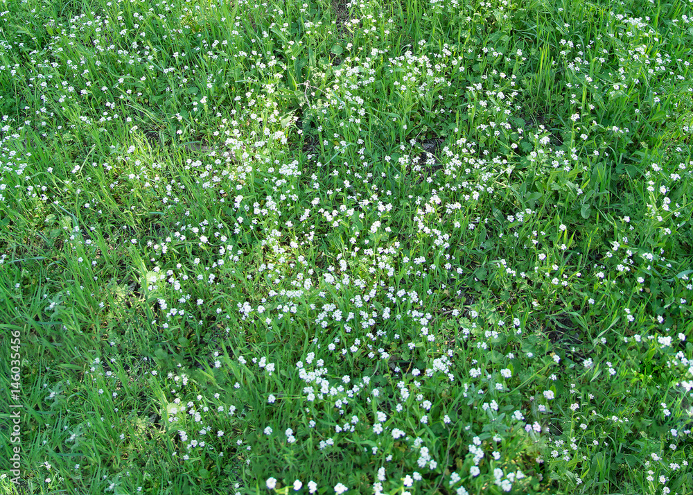 Texture for the background. Small white flowers on a grassy clearing in the shade in summer Texture for the background. Small white flowers on a grassy clearing in the shade in summer