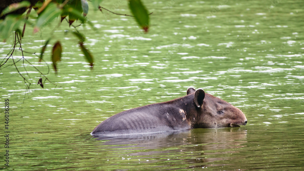Fototapeta premium Wild wounded tapir crossing a river