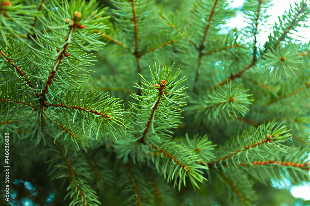 Branch of a coniferous tree Branch of a coniferous tree