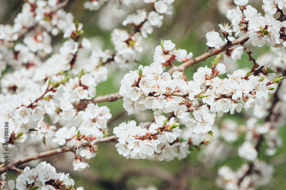 White flowers of a blossoming apricot tree on a branch.