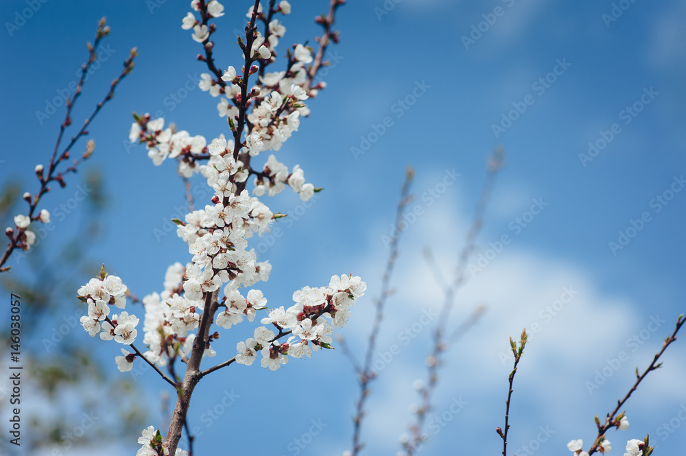 Flowering apricot tree on the blue sky background.