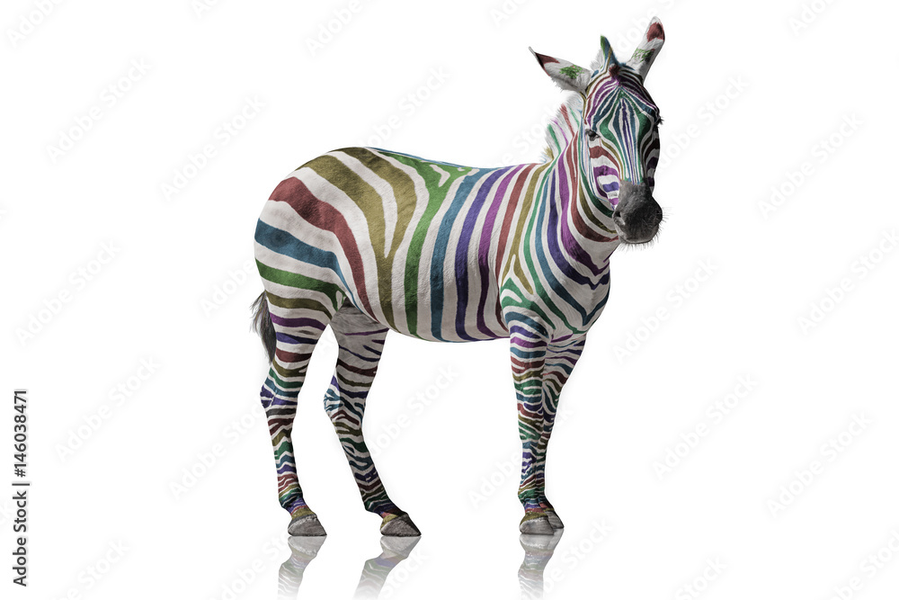 Regenbogen Zebra - obrazy, fototapety, plakaty 