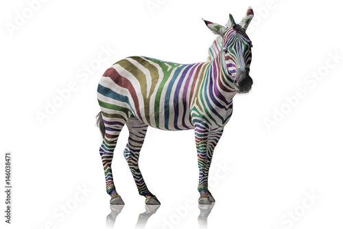 Regenbogen Zebra
