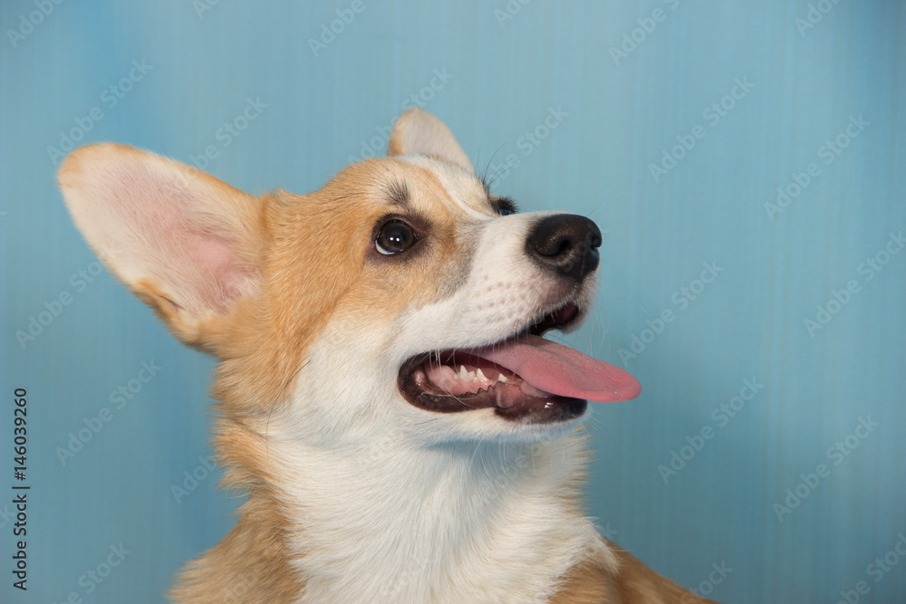 Portrait of a beautiful dog puppy of welsh corgi pembroke with sticking out tongue on a blue background Portrait of a beautiful dog puppy of welsh corgi pembroke with sticking out tongue on a blue background