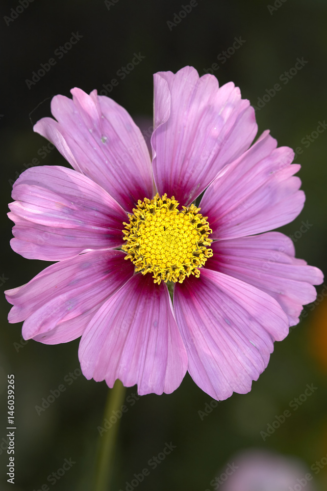 Obraz premium Pink cosmos flower