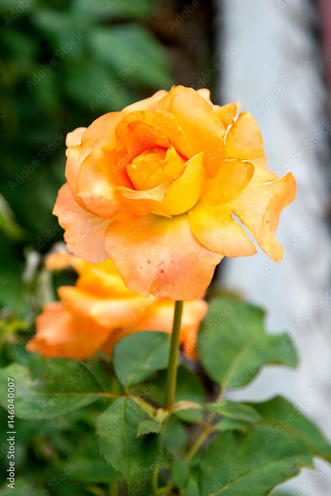 pink and yellow roses in the garden pink and yellow roses in the garden