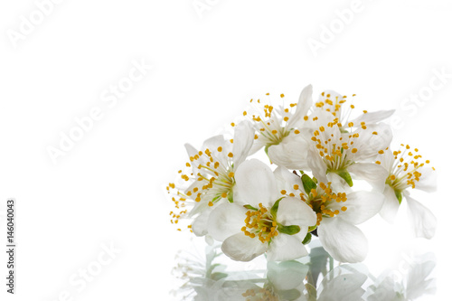blooming beautiful white flower isolated