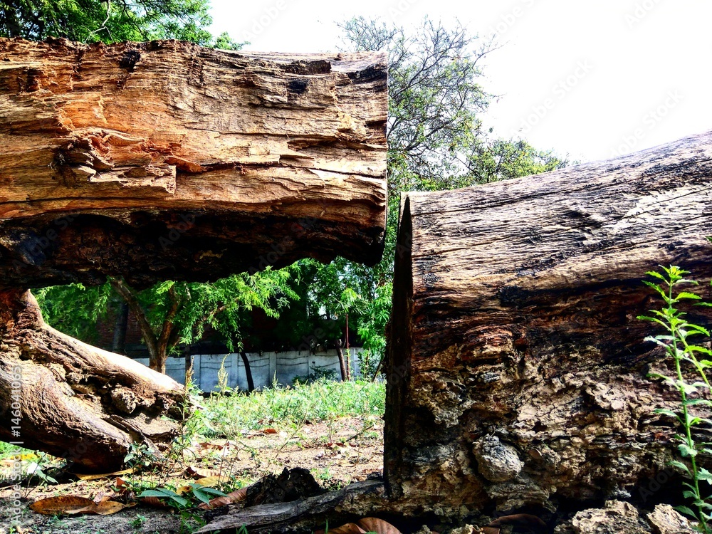 Fototapeta premium loaf tree log