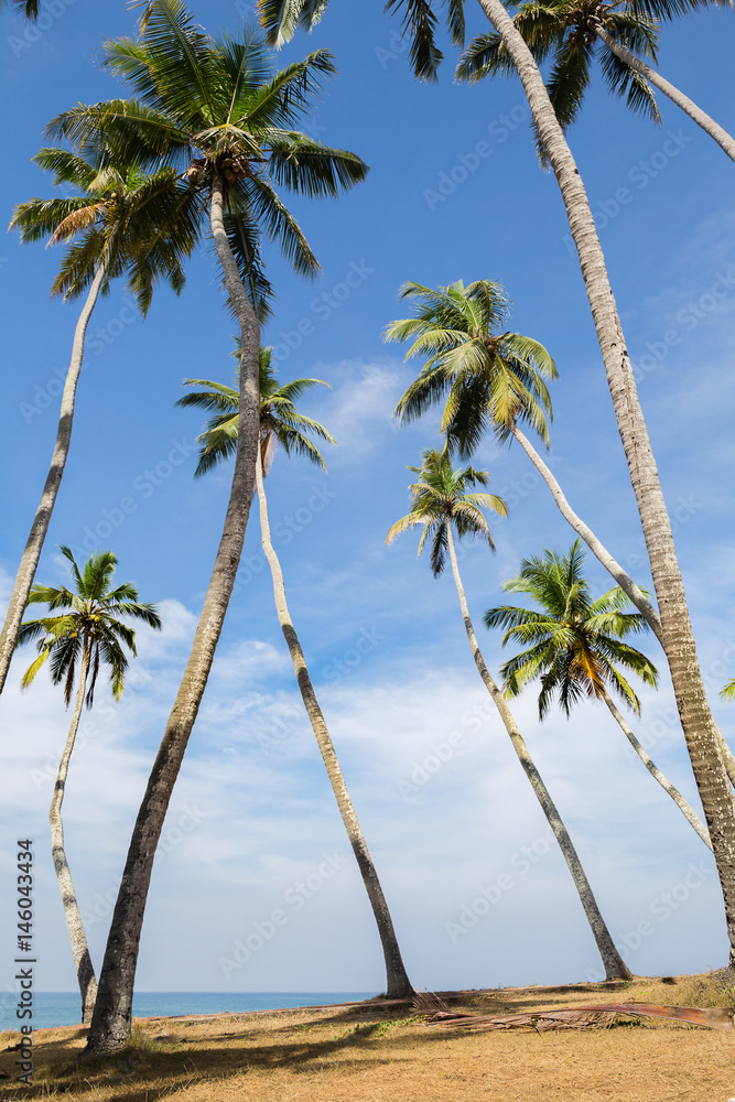 View of coconut palm tree grove at seaside.
