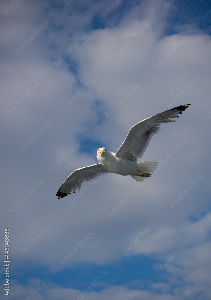 Beautiful Seagull flying Beautiful Seagull flying