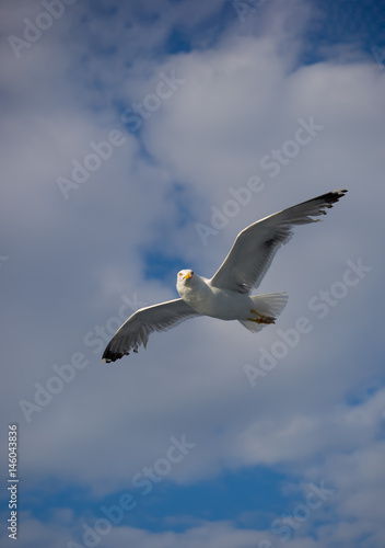 Beautiful Seagull flying © Netfalls
