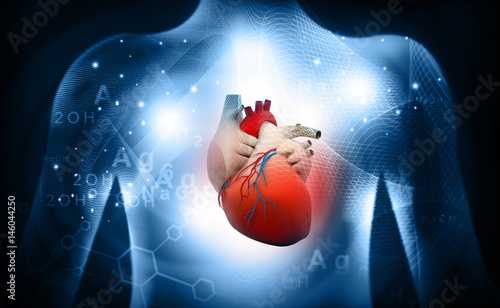 3d human heart  medical anatomy