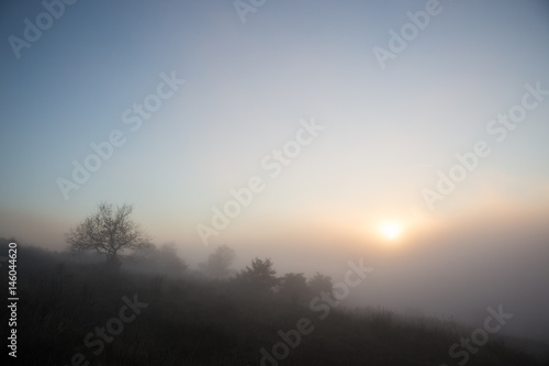 Low sun filtering through slightly above fog and mist, with some trees silhouettes © Massimo
