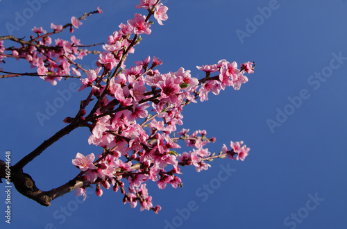 Closeup of beautiful blooming peach tree