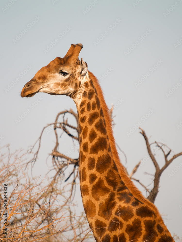 Head of hauty griaffe against blue sky in South Africa.