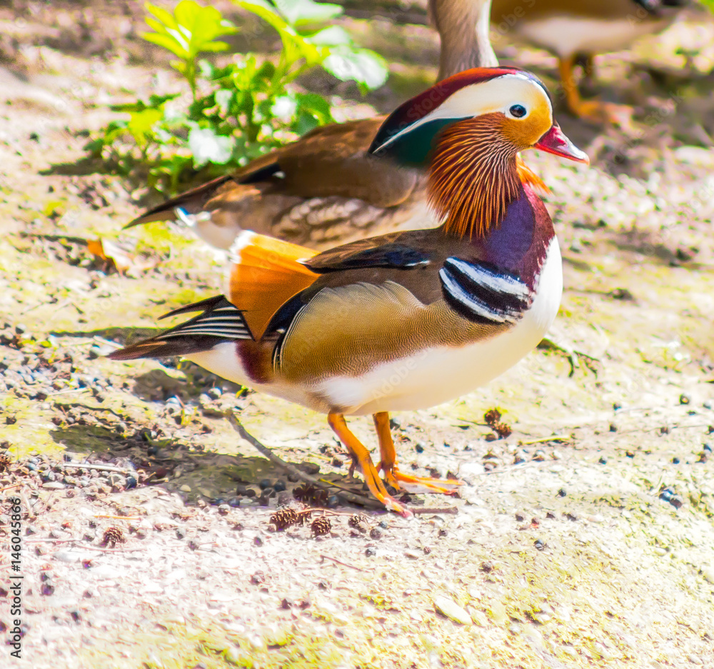 Mandarin duck Mandarin duck