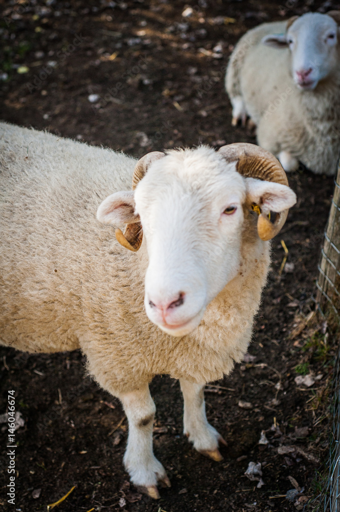 Aries portrait in United Kingdom, London