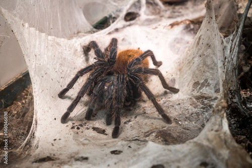 giant tarantula in its natural environment