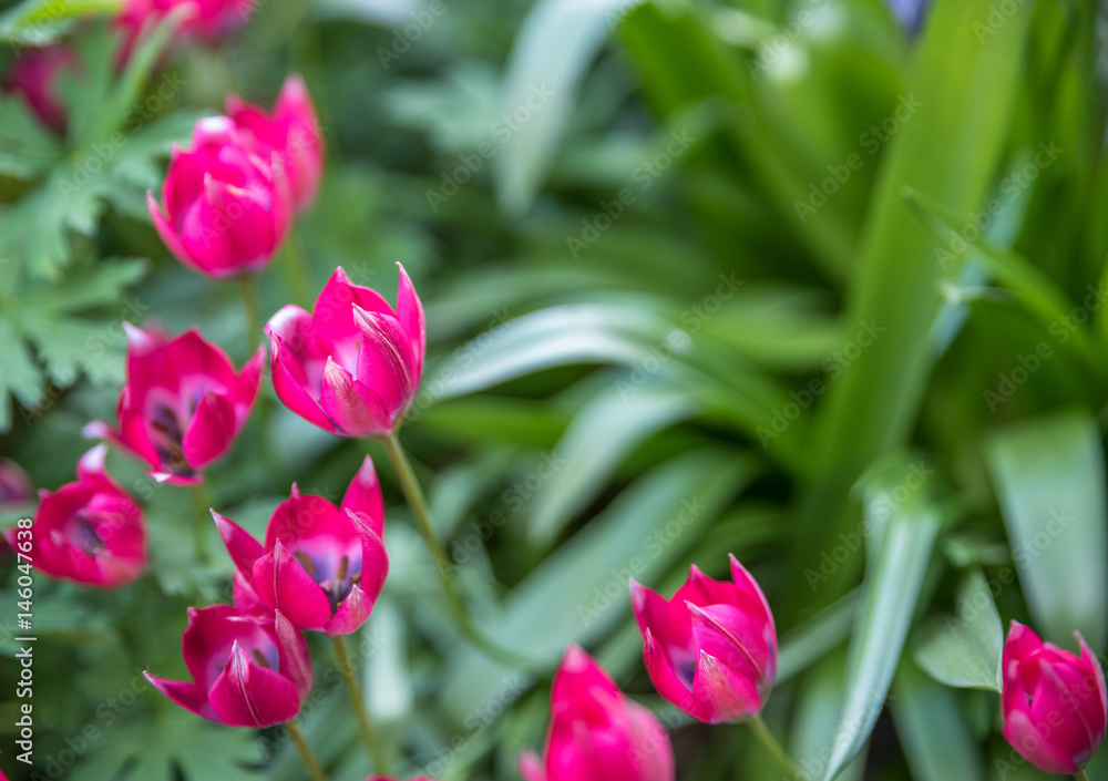 Colorful flowers blooming in spring season Colorful flowers blooming in spring season