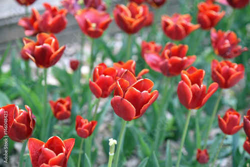 Tulipes rouge feu au printemps au jardin
