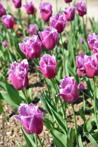 Tulipes dentelle violettes au jardin au printemps