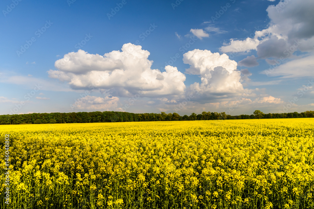 Fototapeta premium RAPESEED - Landscape of a rapeseed field.