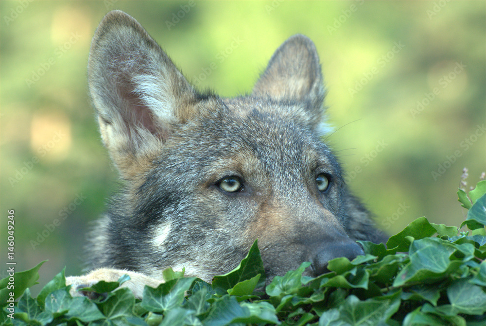 Fototapeta premium Wolf im Versteck