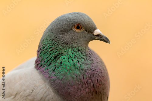 Portrait of a wild dove with beautiful feathers