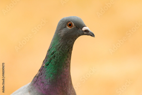 Portrait of a wild dove with beautiful feathers