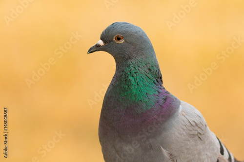Portrait of a wild dove with beautiful feathers