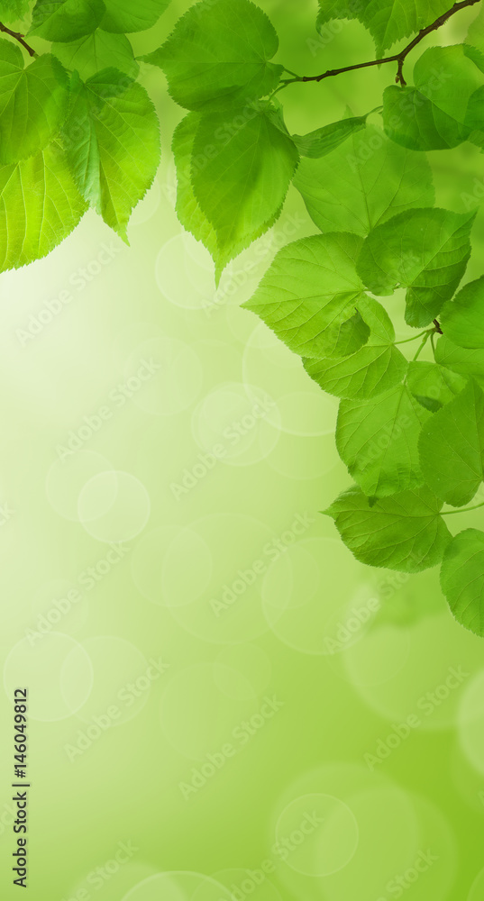 Fototapeta premium Spring Abstract Green Wallpaper Background