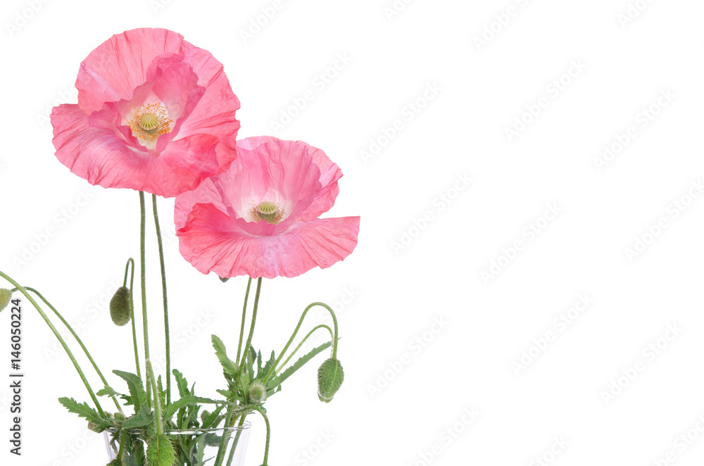 Obraz premium różowe maki na białym tle