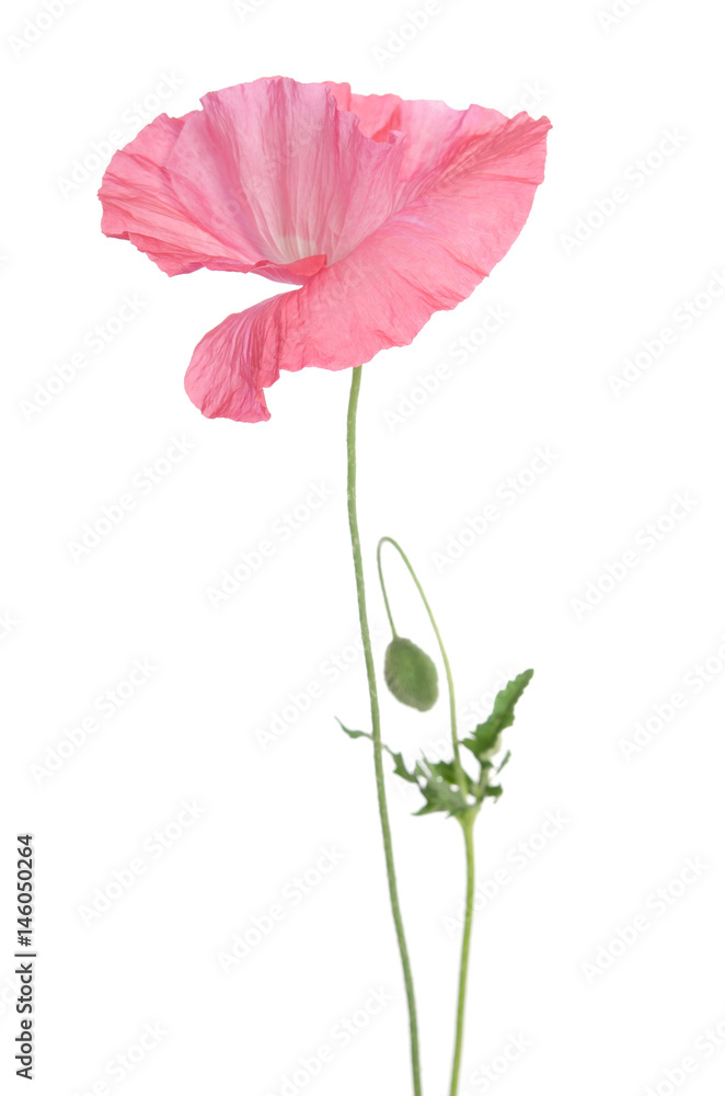 Fototapeta premium beautiful single pink poppy isolated on white