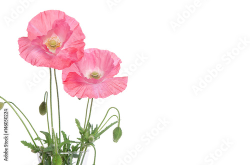 pink poppies  isolated on white background