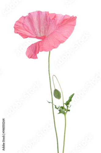 beautiful single pink poppy isolated on white