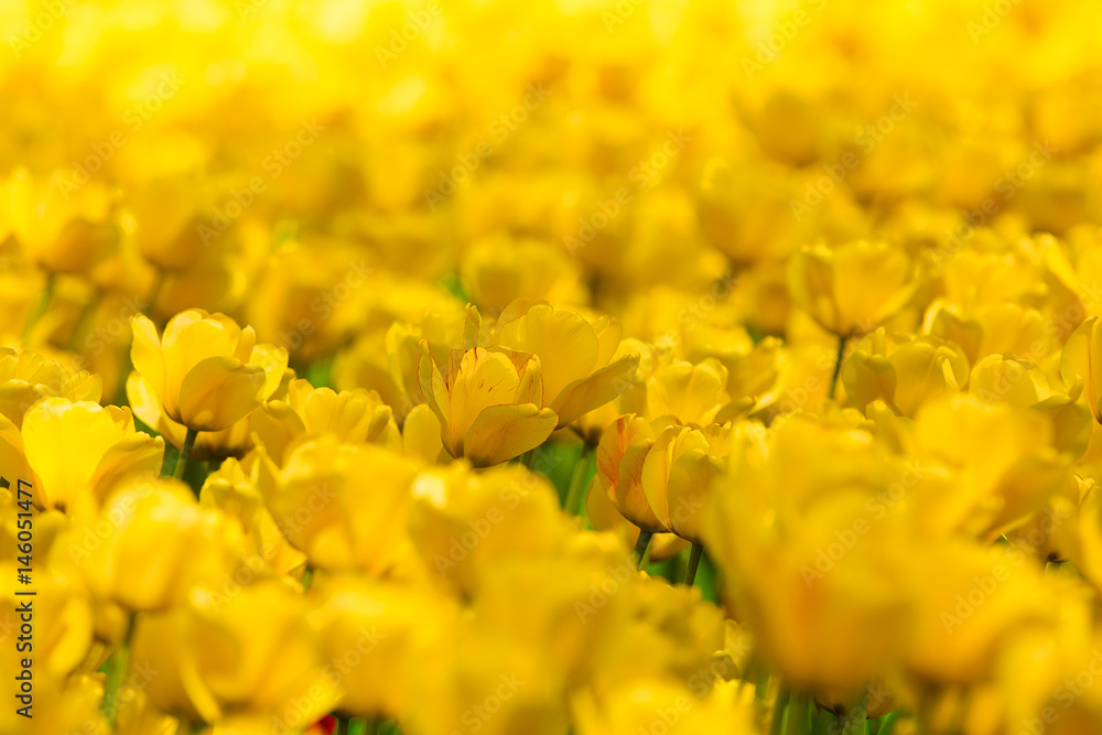Field of yellow tulips Field of yellow tulips