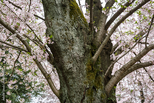 春の洗足池公園 桜の大樹１