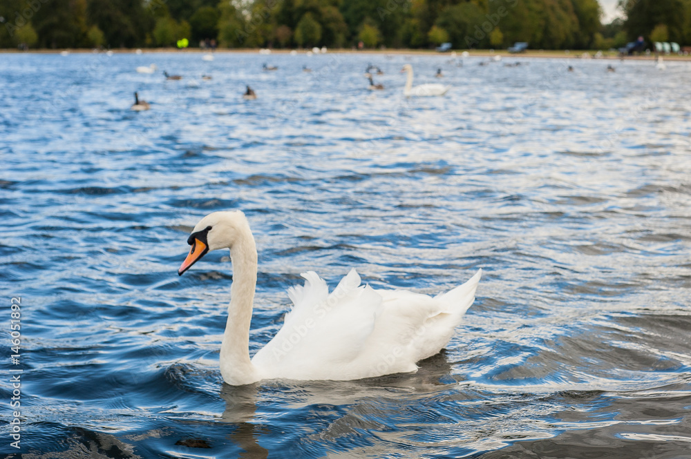 2017 January United Kingdom London Hyde Park White swans and other birds on the lake