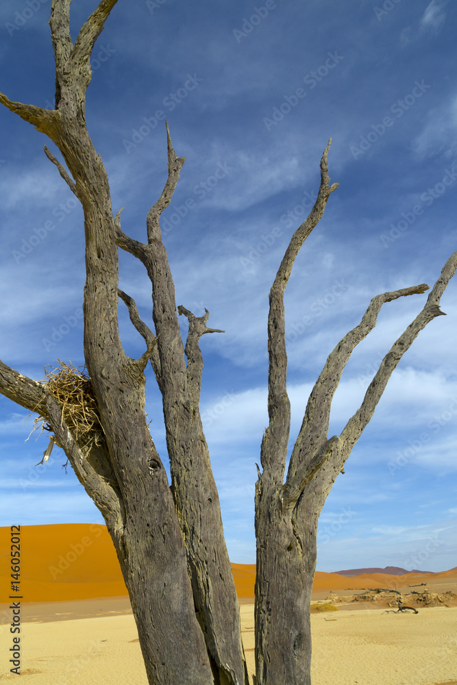 Namib desert in Sossusvlei region with dead Camel thorn trees Namibia March