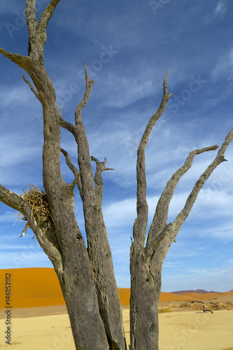 Namib desert in Sossusvlei region with dead Camel thorn trees Namibia March © Ernie